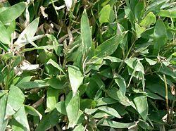 Image result for Shibataea kumasasa