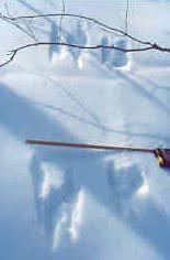 It seems they can lope forever without stopping, unless the snow is deep and powdery, he said. Canadian Wildlife Federation Discovering The World Of Animal Tracks