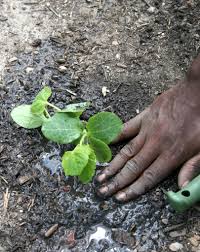 What is the soil type? Controling Soil Erosion Improves Vegetable Gardens Caes Newswire