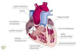 Das Herz Anatomie Physiologie Onmeda De