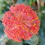 Image result for Kleinia abyssinica