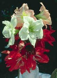 Amaryllis Plants Poisonous Plants Amaryllis