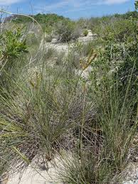 Image result for Sclerodactylon macrostachyum