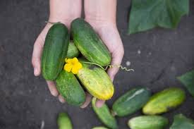 Maybe you would like to learn more about one of these? 15 Ways To Preserve Cucumbers