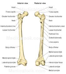 Femur Bone Diagram Get Rid Of Wiring Diagram Problem