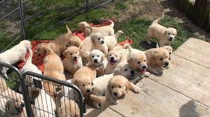 Die entscheidung einen golden retriever welpen zu kaufen und bei sich. Schwarm Von Golden Retriever Welpen Youtube