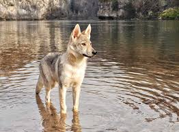 Your marxdorfer wolfshund stock images are ready. Wolfshund Alles Zur Haltung Und Pflege Zooroyal Magazin