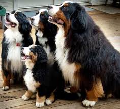 Bernese Mountain Dog Black Brown And White Fluffy Dog Bernese Mountain Dog Size Image All Dog Breeds Dog Breeds Dogs Mountain Dogs
