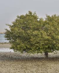 Image result for Avicennia marina