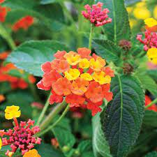 The Best Flowers To Get Bees Butterflies Other Pollinators Pollinating Water Wise Plants Drought Resistant Plants Lantana