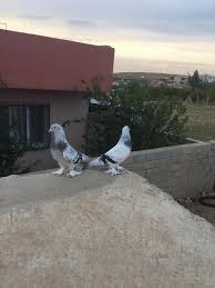 Eski Soylardan Mardin Ermeni Zincir Mardin Taklaci Guvercin Facebook