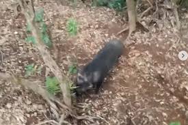 Hal ini menyatakan, pembeli harus membayar kiriman barang dengan setengah harganya saja. Viral Video Pendaki Bertemu Babi Hutan Di Gunung Cikuray Ini Ceritanya Halaman All Kompas Com