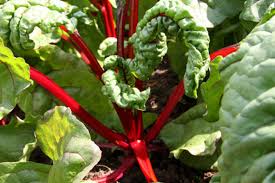 Das wort gebe ist ein verb im konjunktiv i, deshalb können wir sagen, dass es nur indirekte. Mangold Ein Altes Gemuse Neu Entdeckt