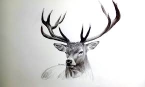 Charcoal Drawing Of A Deer By Alexmik Deviantart Com On Deviantart Charcoal Drawing Charcoal Art Deer Drawing