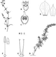 Image result for Vahlia digyna