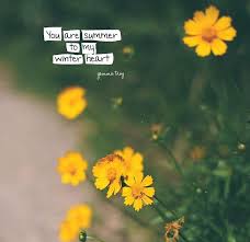 Sunflower Quotes Flower Quotes Flower Captions For Instagram