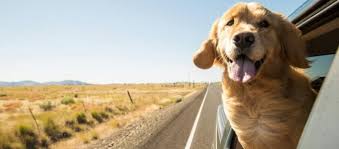 Each serving per dog's size and age has the right amount of calories and the perfect macronutrient ratios for health. The 8 Best Dog Foods For Golden Retrievers 2021 Reviews