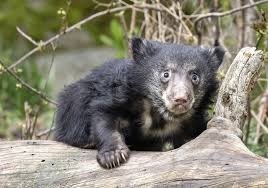 The pale muzzle and a flexible nose sniff out interesting smells. Sloth Bear Zooborns