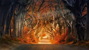 Multiple sizes available for all screen sizes. Autumn 8k Wallpapers Wallpaper Cave