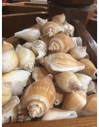 Image result for Canarium