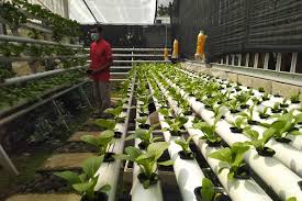Tanaman ini bermula dengan proses semaian biji benih yang diletakkan didalam span yang berlubang dan dimasukkan dalam pot. Pakai Leri Bikin Nutrisi Tanaman Hidroponik Murah Kaya Manfaat