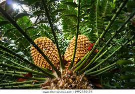 Image result for Cyathula natalensis