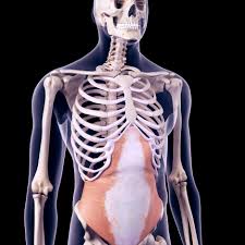 Anatomy illustration showing the abdominal muscles. Abdominal Muscles Location And Function