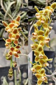 Image result for Microcoelia stolzii