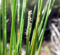 Image result for Eleocharis retroflexa