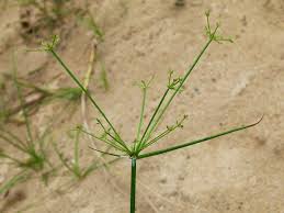 Image result for Cyperus tenuispica