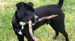 The pitweiler, a cross between a rottweiler and a pitbull, is one. Rottweiler Pitbull Mix Pitweiler Breed Information Pictures