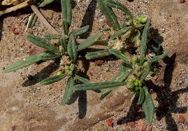 Image result for Gisekiaceae