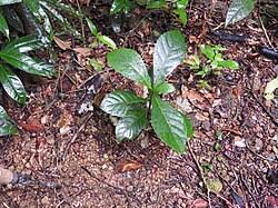 Image result for Monosis conferta