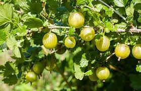 Wenn sie noch zu sauer sind, hängen lassen und weiter warten. Stachelbeeren Pflanzen So Wird S Gemacht