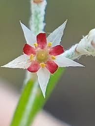 Image result for Polycarpaea corymbosa