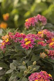 Patriot Rainbow Compact Lantana Lantana Monrovia Plants Plants