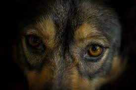May 19, 2016 · adding to dogs' special ability to see in the dark is their increased field of vision: How Well Do Dogs See In The Dark Extreme Electric Dog Fence 2021 Diy Kits