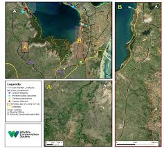 Image result for Micklethwaitia