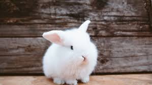 /r/rabbits is an open community where users can learn, share cute pictures, or ask questions report any excessive reposts or posts that violate subreddit rules. Understanding Rabbit Behavior