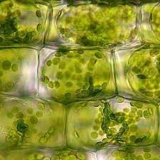 Maybe you would like to learn more about one of these? Science On Twitter Microscopic Photography Plant Cell Science And Nature