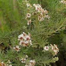 Image result for Eriocephalus racemosus