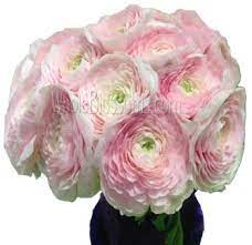 Pin On Bulk Ranunculus Flower
