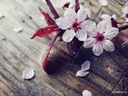 Cherry Blossom Wallpapers Top Free Cherry Blossom Backgrounds Wallpaperaccess