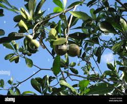 Image result for Voacanga bracteata