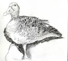 Learn to draw tree trunks with pen and ink using simple pen lines in this free tutorial. Ducks Kestrelart