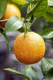 Orange trees are praised for their sweet fruits, and they work as an ornamental plant as well! Citrus Trovita Navel Orange Tree
