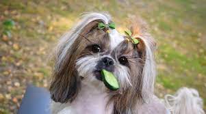 Should i give my dog pickles? Can Dogs Eat Pickles Are Pickles Bad For Dogs