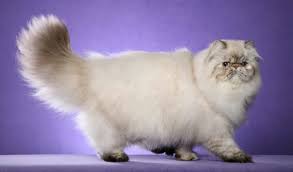 Persian cats are not a particularly active cat breed. Guide To Cat Breeds A Guide To Cat Breeds Marshalls Pet Zone