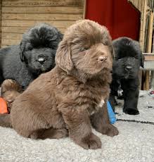 In 2010 i had my first litter with 10 puppies, five black and five brown puppies. Welpenkiste Neufundlander Vom Riesrand