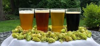 El lúpulo contenido en la cerveza presenta actividad antibacteriana y antiinflamatoria. Conespuma Aromas Y Sabores De Mi Cerveza El Lupulo